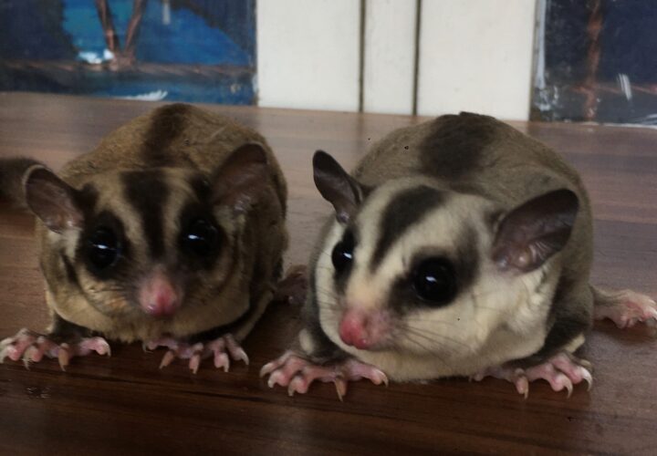 Perbedaan Sugar Glider Jantan dan Betina: Cara Mengenalinya