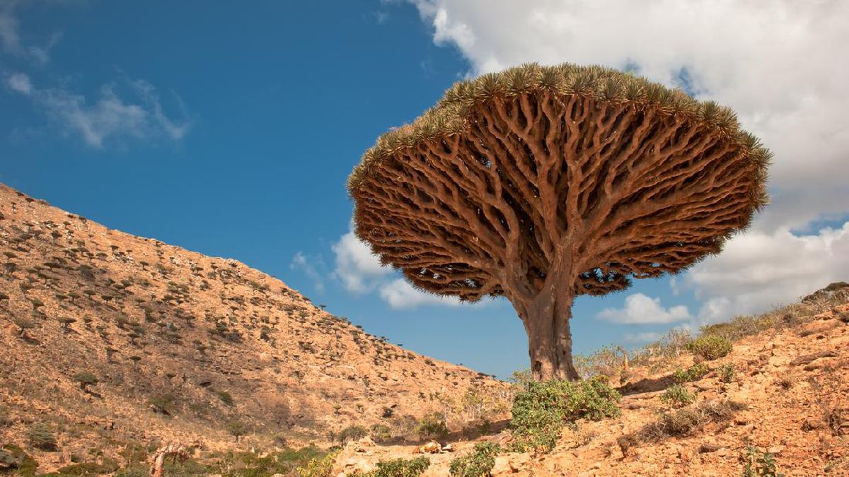 socotra-pulau-terpencil-yang-membius-para-petualang